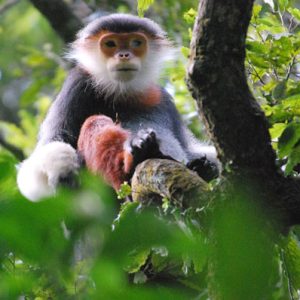 Hoi An To Monkey Mountain By Car- Best Hue City Tour Travel