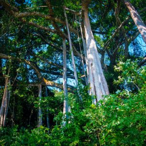 Hoi An To Monkey Mountain By Car- Best Hue City Tour Travel