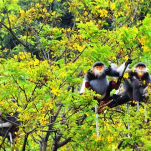 Hoi An To Monkey Mountain By Car- Best Hue City Tour Travel