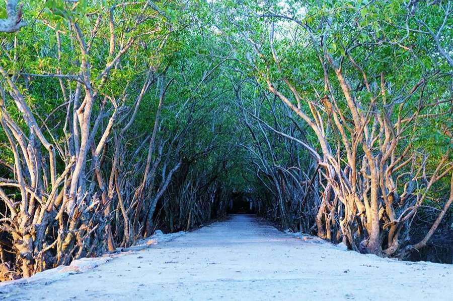 Ru Cha Mangrove Forest - Best Hue City Tour