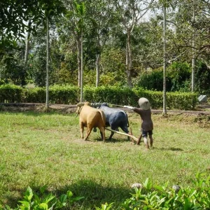 Hoi An To My Lai Massacre By Car Transfer - Best Hue City Tour