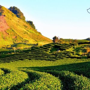 Hanoi To Moc Chau By Car - Best Hue City Tour