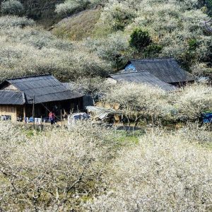 Hanoi To Moc Chau By Car Transfer - Best Hue City Tour