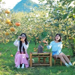 Sapa to Moc Chau by private car- Best Hue City Tour Travel