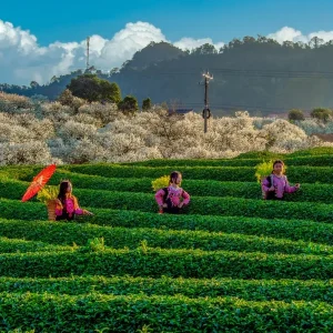 Hai Phong To Moc Chau By Car - Best Hue City Tour