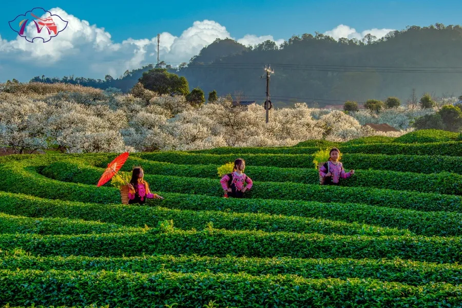Hai Phong To Moc Chau By Car - Best Hue City Tour