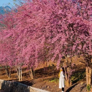 Hai Phong To Moc Chau Car Transfer - Best Hue City Tour