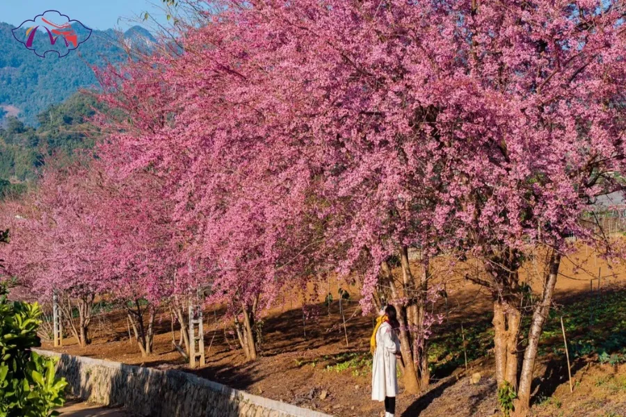 Hai Phong To Moc Chau Car Transfer - Best Hue City Tour