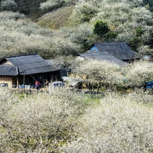 Hai Phong To Moc Chau By Car Transfer - Best Hue City Tour