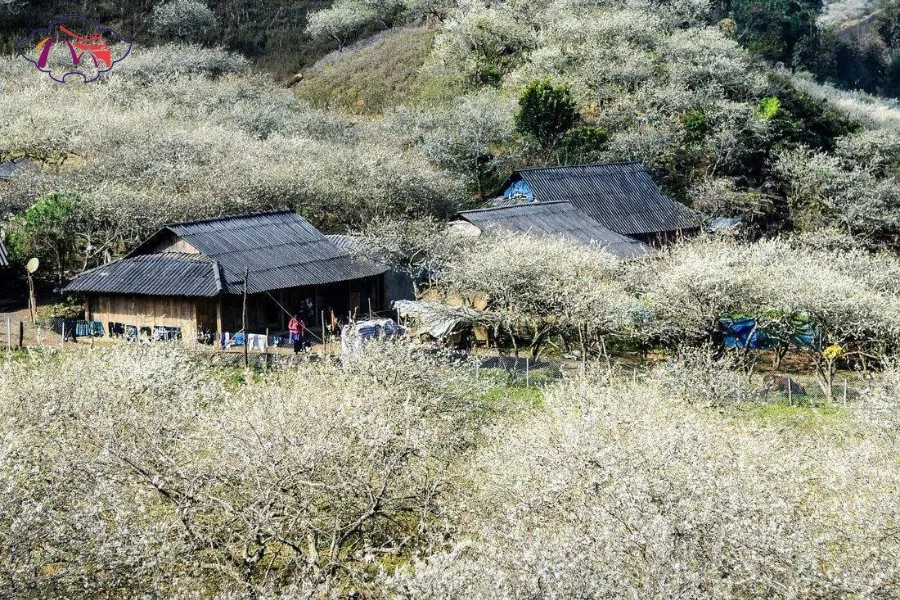 Hai Phong To Moc Chau By Car Transfer - Best Hue City Tour