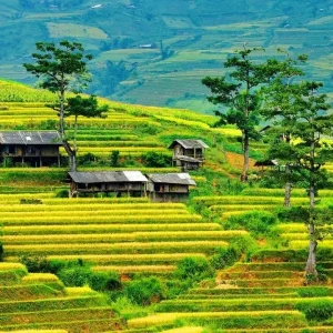 Halong Bay To Mu Cang Chai By Car - Best Hue City Tour