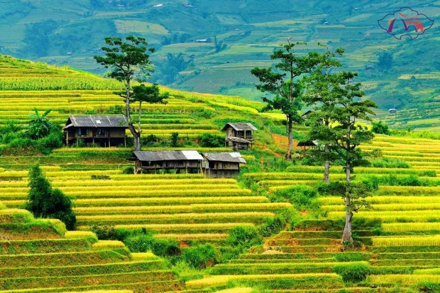 Halong Bay To Mu Cang Chai By Car - Best Hue City Tour